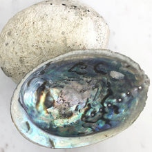 Load image into Gallery viewer, Abalone Shell